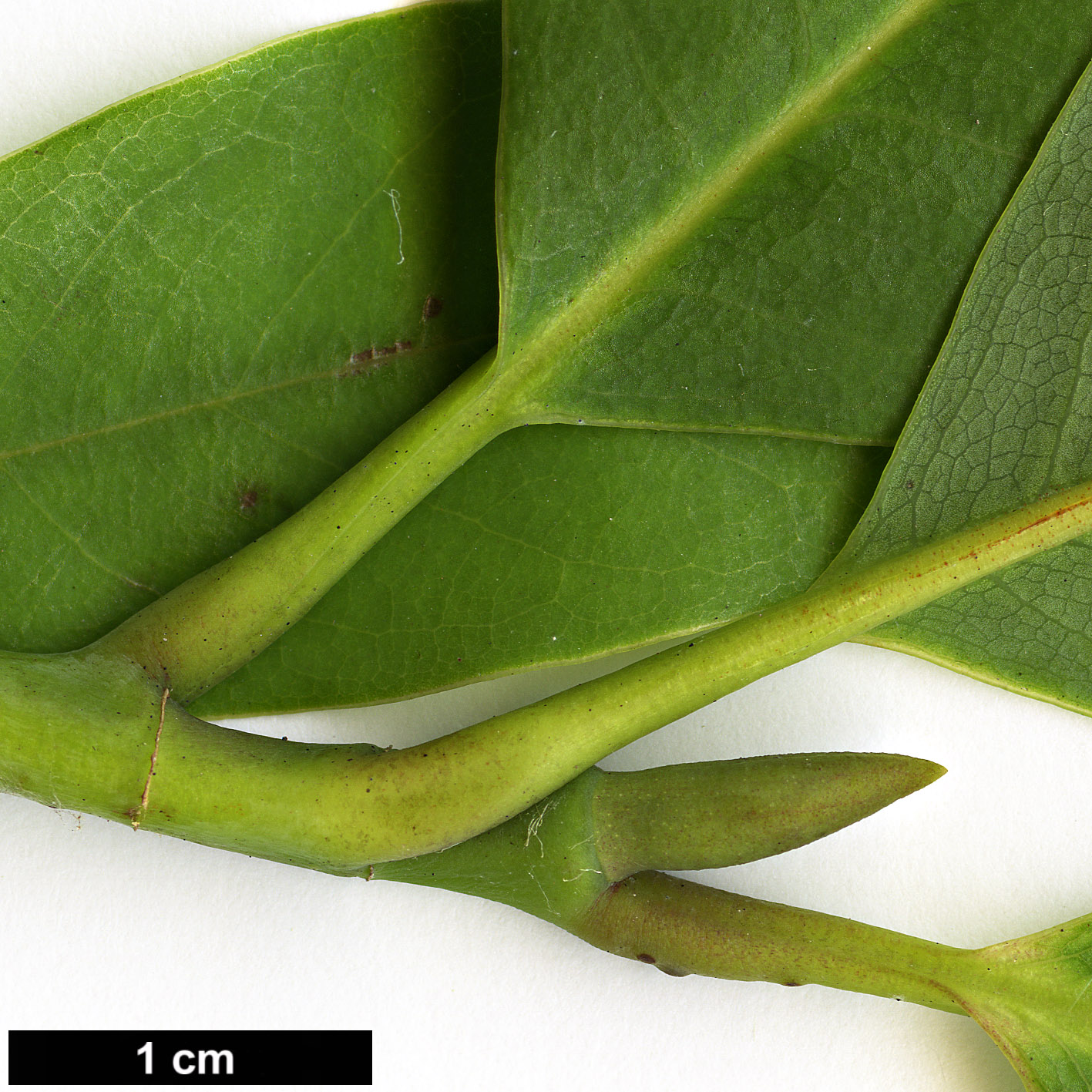 High resolution image: Family: Magnoliaceae - Genus: Magnolia - Taxon: poasana